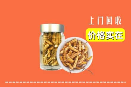 晋州市回收散虫草