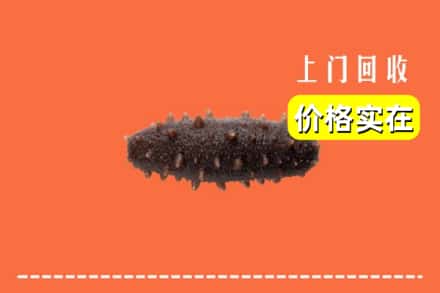 晋州市回收海参